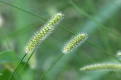 Setaria pumila